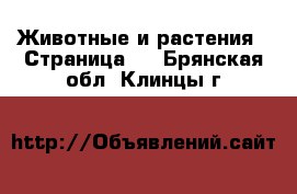  Животные и растения - Страница 8 . Брянская обл.,Клинцы г.